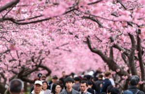 Cherry Blossoms in Bloom Around the World: Fotos
