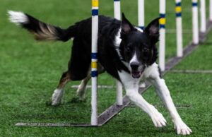 Rockford Teen y su perro están encuadernados en el campeonato mundial