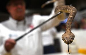 Serpiente, ráfaga y jajaja; El resumen de serpiente de cascabel más grande del mundo regresa