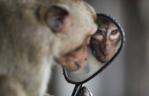 Ganadores del Concurso de fotos de 2025 World Press: Ver imágenes sorprendentes