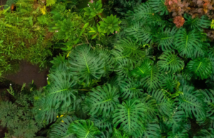 Expertos de renombre mundial en biodiversidad de plantas tropicales se unen a Washu, Missouri Botanical Garden – The Source