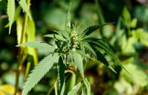 ¿Curioso por el cáñamo? Por qué esta antigua planta está dando forma al futuro del bienestar y la sostenibilidad.