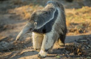 Cuatro especies que se rebotan del borde de la extinción