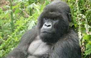 Honrando gorilas en el Día Mundial de la Vida Silvestre