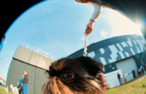 Eres un perro de pedigrí: Jack Kenyon captura Crufts en una lente de ojo de pez ancho