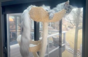Minnesota Cat rompe el récord mundial de la cola más larga en el felino vivo