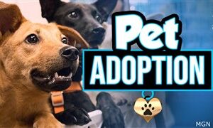 Adopciones de perros gratis en Fox Plaza