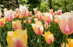 Que tengas un hermoso fin de semana. | Taza de Jo