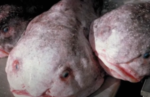 La notable historia de regreso de Blobfish, desde el 'animal más feo del mundo' hasta el pez del año de Nueva Zelanda