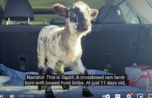 Saving Squirt: el primer procedimiento mundial corrige el corazón con fugas de Lamb | OSU hoy