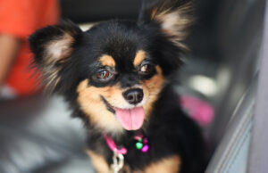 Tiny Chihuahua saludando a todos los que pasa en su caminata diaria es absolutamente precioso