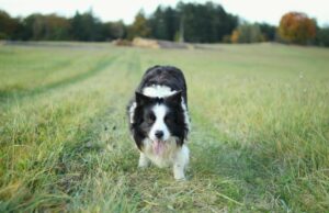 Border Collie olvida quién es el jefe y es heredero por gatos naranja como si estuvieran a cargo