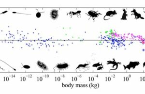 Escalado de leyes y la velocidad de los animales