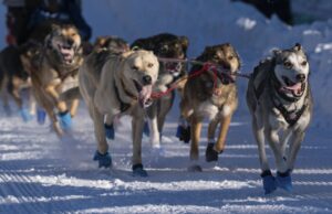 La carrera de perros de trineo más famosa del mundo es más larga que nunca. Aquí hay un vistazo a Iditarod, por los números