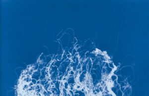 Los cianotipos de Mandy Barker reviven el libro de un botánico pionero para advertir sobre los restos sintéticos – Colosal