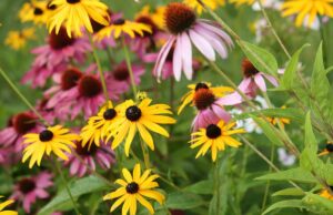 Planté una cama de flores en 10 minutos planas gracias a este producto de $ 4.99