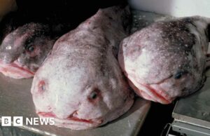 'El animal más feo del mundo' es el pez del año de Nueva Zelanda