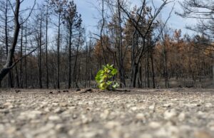 El informe del clima mundial advierte sobre los crecientes riesgos para las vidas, la economía y el planeta