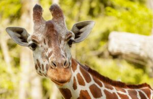 Georgia Safari Park nombró 1 de los mejores lugares del mundo de Time para 2025