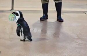 Reloj: Penguin Green Bean trae una pelota de plástico a Randi, en el gesto romántico informado WLW