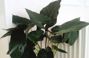 Cómo cultivar orejas de elefante