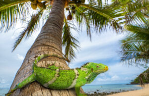 Iguanas flotó una quinta parte del camino alrededor del mundo para colonizar Fiji