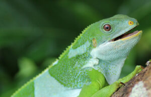 Iguanas flotó una quinta parte del camino alrededor del mundo para colonizar Fiji, el análisis genético indica
