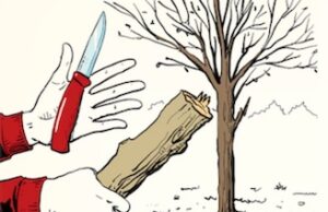 Habilidad de la semana: Cayó un árbol con un cuchillo