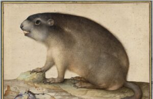 'Little Beasts' es la primera colaboración del museo que se deleita en el arte y el mundo natural: colosal