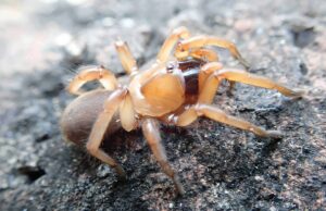 Arquitectos maestros de Spider World descubiertos en el norte de Australia