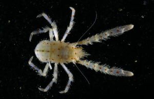 Las expediciones del censo oceánico descubren más de 800 nuevas especies marinas: colosal