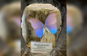 World Oddities Expo se detiene en Richmond con vendedores, artistas y oradores invitados