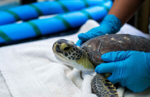 Dentro del hospital de tortuga marina más grande del mundo