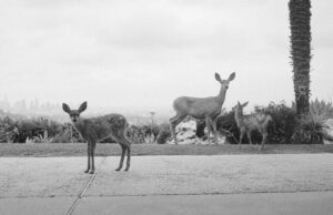 Un nuevo proyecto de fotos con trabajo de Sofia Coppola, Jack Antonoff y más recauda dinero para las víctimas de incendios forestales.