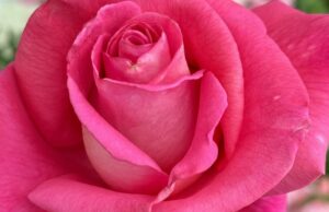 Barbra Streisand nombra el nuevo bebé de Pink Rose Barbra