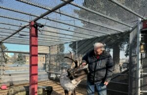 Los icónicos renos de mascotas en Alaska caen misteriosamente enfermo después de que alguien manipula su pluma