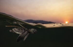 Nuestro hermoso y frágil planeta ocupa el centro del escenario en los premios de fotografía de la naturaleza mundial de 2025 – Colossal