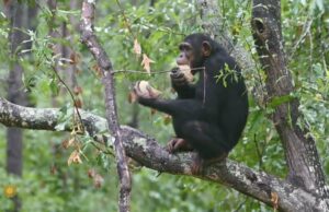 Chimp Haven, el santuario de chimpancé más grande del mundo