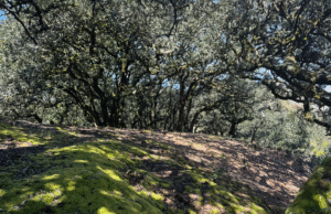 Karen Telleen-Lawton: Solitude | Casas y estilo de vida