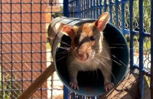 El trabajo que salva vidas de rata rompe el récord mundial