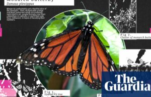 Más que hermosa: la querida mariposa Monarch es una de las grandes migradoras del mundo | Mariposas