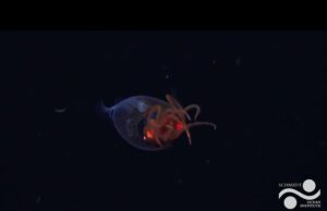 El primer avistamiento del calamar colosal