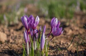 Cómo los mejores chefs usan las especias más caras del mundo