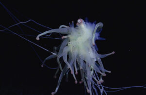 El mundo debe actuar ahora para salvaguardar las últimas fronteras salvajes del Pacífico