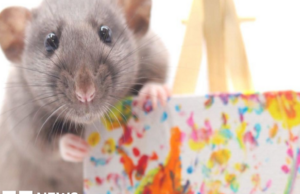 Pinturas de ratas vendidas a personas de todo el mundo