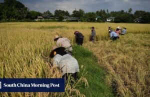 Los principales productores de arroz tienen la peor contaminación de los metales pesados del mundo, advierten los científicos chinos