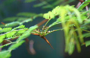 El vasto mundo venenoso de plantas, hongos, bacterias: estudio