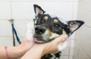 Shiba Inn recibiendo un tratamiento completo de spa en el automóvil está realmente viviendo el sueño