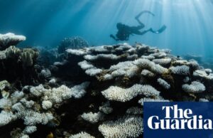 Más del 80% de los arrecifes del mundo alcanzaron el blanqueo después del peor evento global registrado | Crisis climática