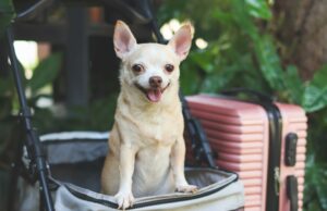 Rescue Dog hace una transformación hermosa después de ser adoptada como cachorro “más pequeño y tímido” en el refugio